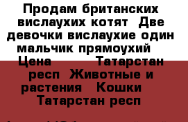 Продам британских вислаухих котят. Две девочки вислаухие один мальчик прямоухий. › Цена ­ 500 - Татарстан респ. Животные и растения » Кошки   . Татарстан респ.